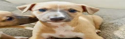 Whippet dogs for sale: Crufts winning parents - Advert 2