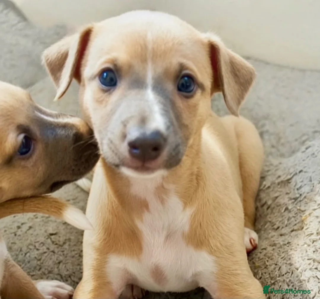Whippet dogs for sale: Crufts winning parents - Advert 2
