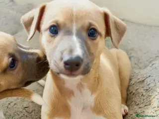 Whippet dogs Crufts winning parents - Advert 3