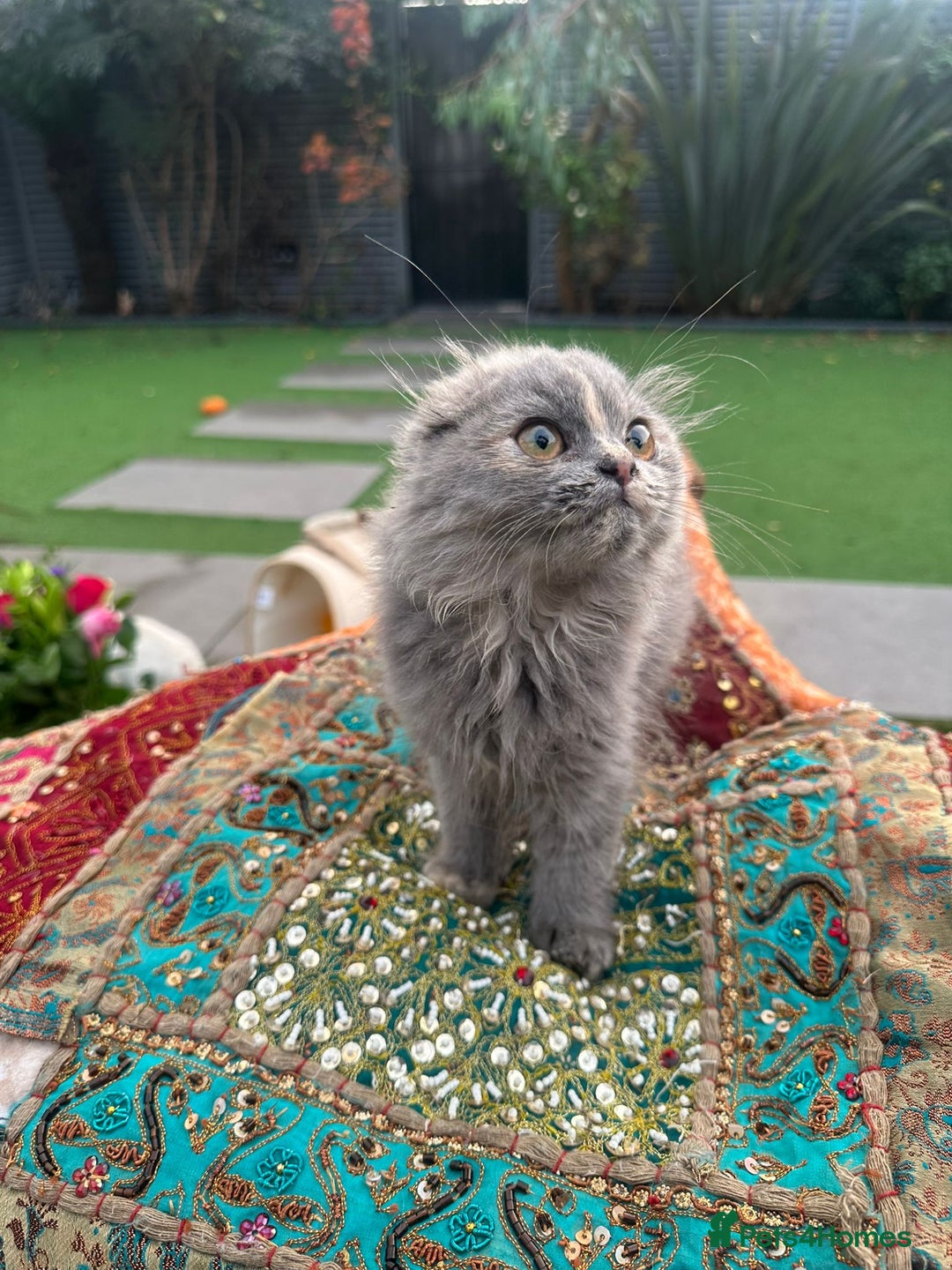 Scottish Fold cats for sale: Stunning Scottish Fold/Straight Kittens - Advert 4