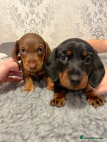 Miniature Dachshund dogs - Advert 10