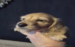 Miniature Dachshund dogs for sale: Miniature dachshunds Long haired cream KC reg  - Image 10