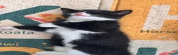 Mixed Breed cats for sale: Stunning mixed breed fluffy kittens - Advert 3