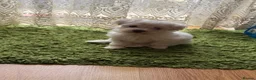 Maltese dogs for sale: My little girl - Advert 8