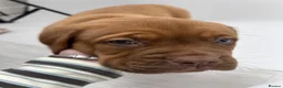 Dogue De Bordeaux dogs for sale: Dogue De Bordeaux puppies  - Advert 11