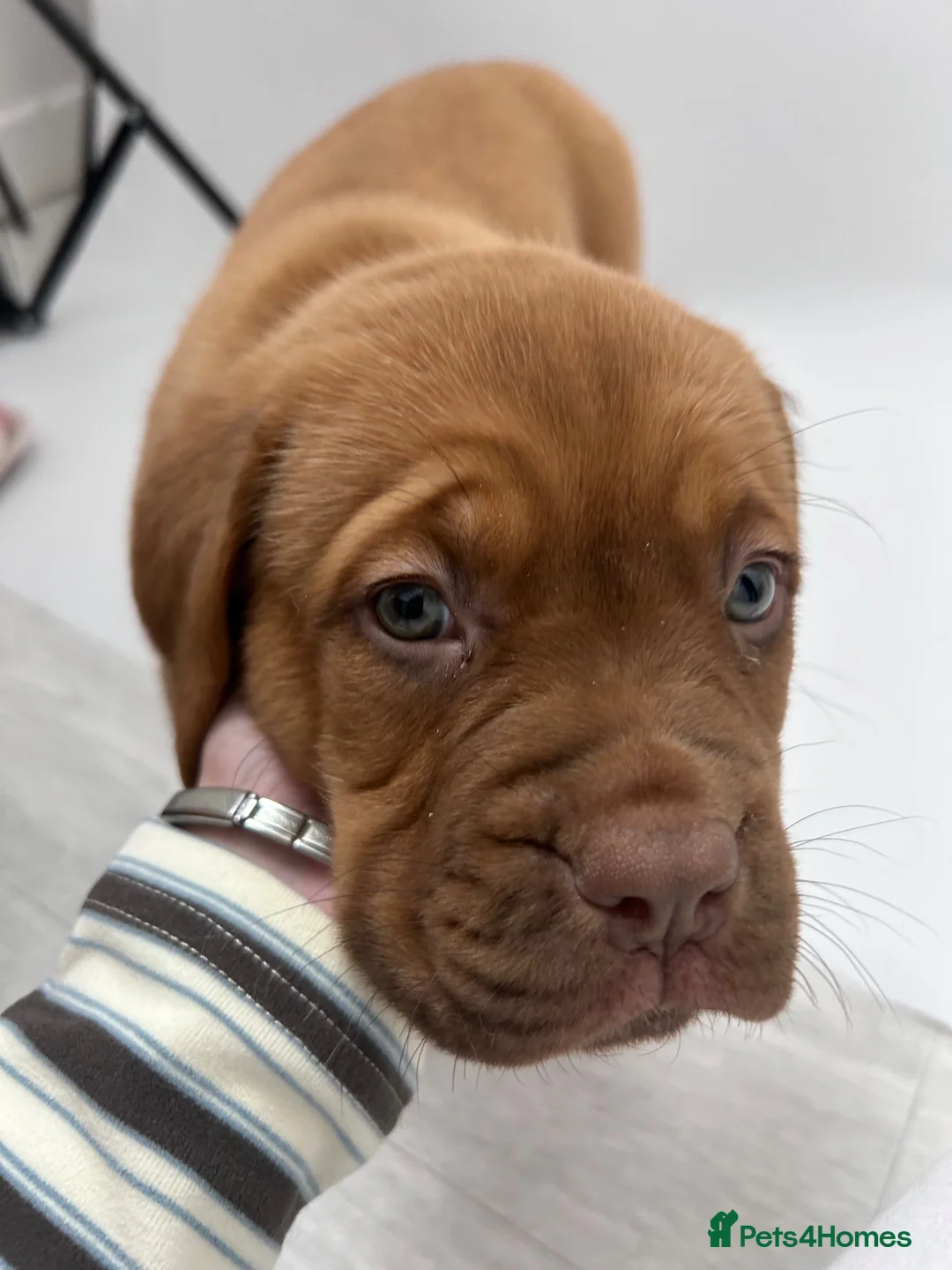 Dogue De Bordeaux dogs for sale: Dogue De Bordeaux puppies  - Advert 11