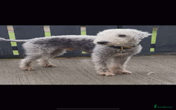 Mixed Breed dogs for sale: Beddlington whippet puppies  - Advert 4