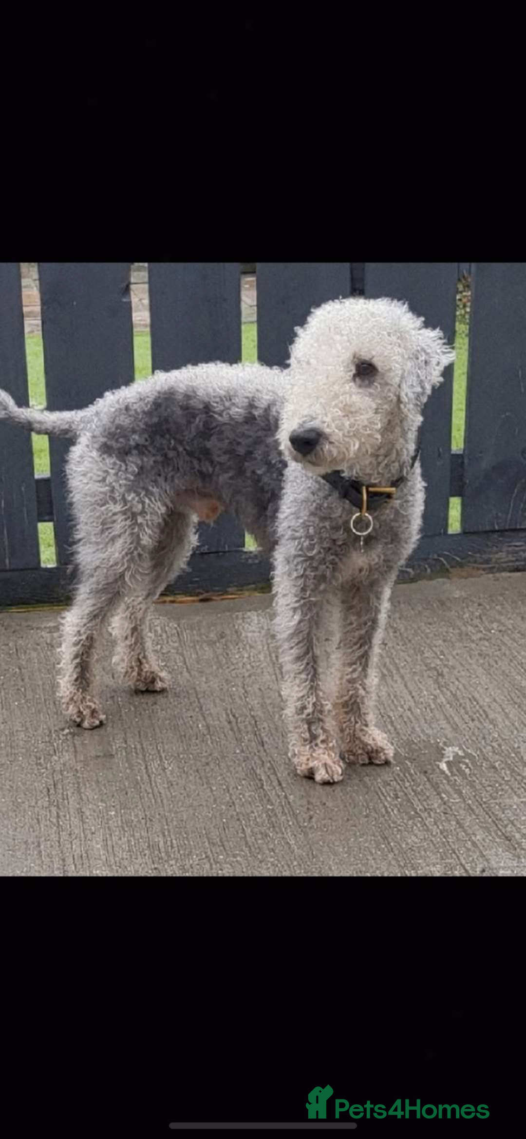 Mixed Breed dogs for sale: Beddlington whippet puppies  - Advert 4