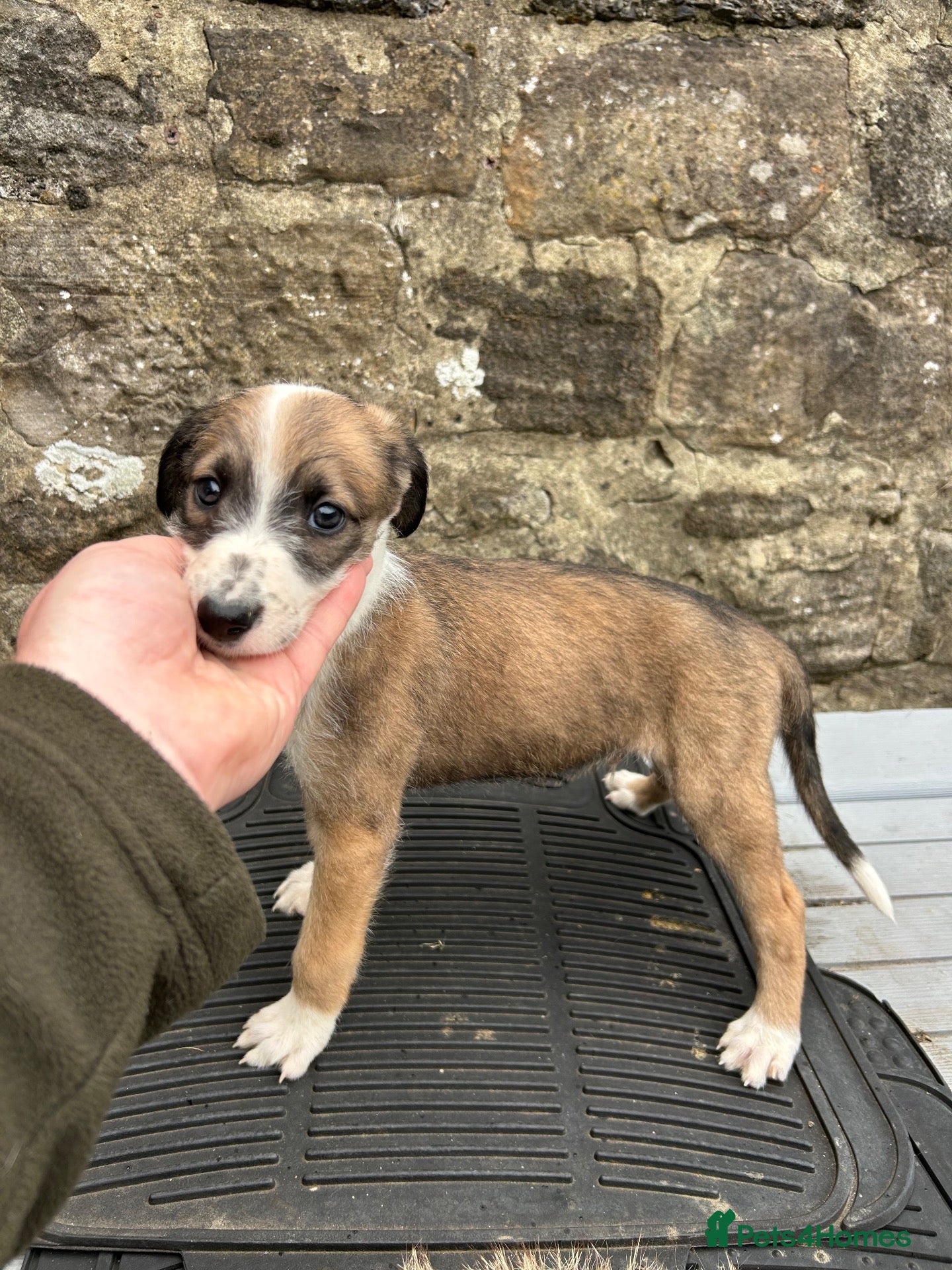 Lurcher dogs Bedlington whippet lurcher pups - Advert 1