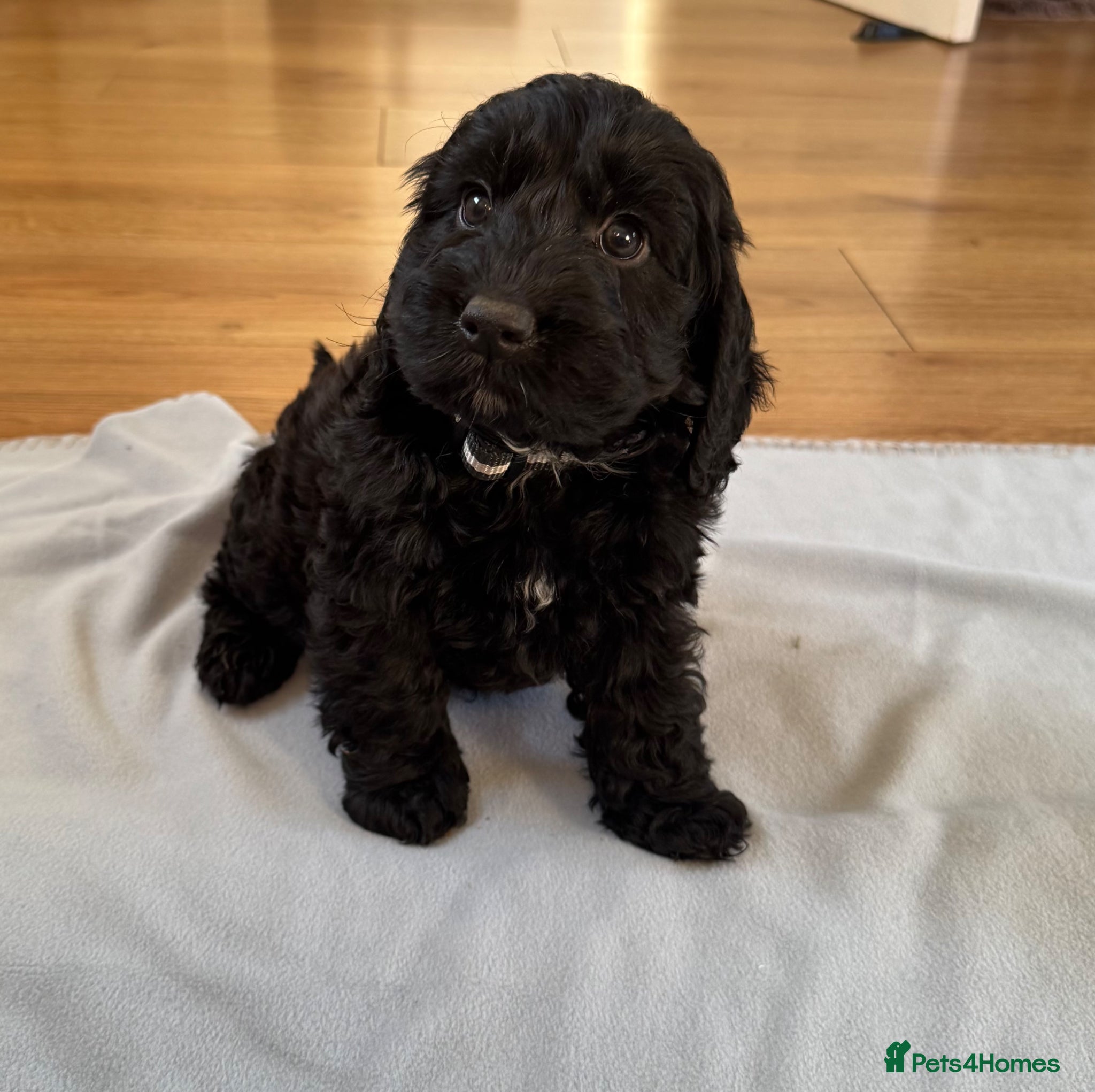 Cockapoo dogs F1 cockapoos  - Advert 16