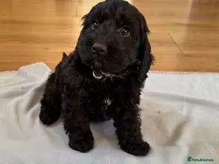 Cockapoo dogs F1 cockapoos - Advert 16