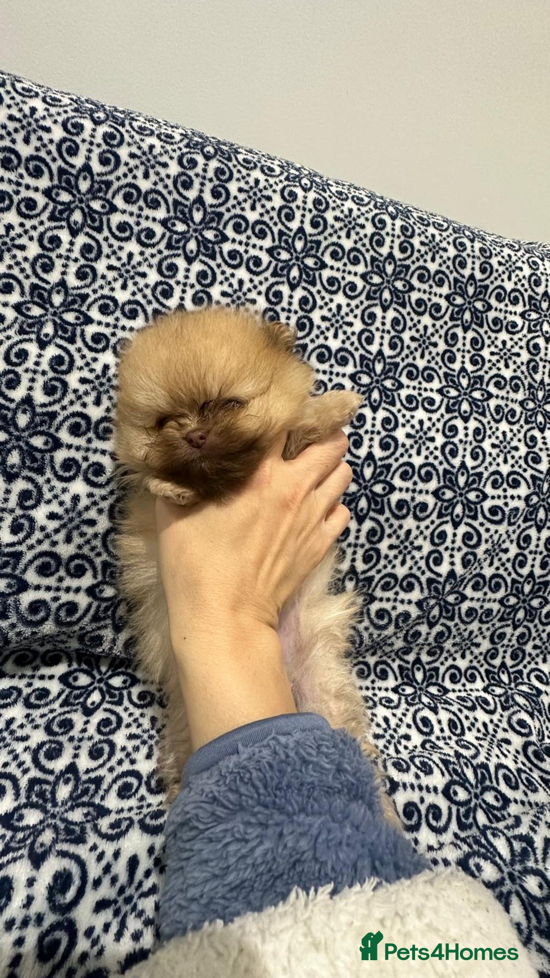 Pomeranian dogs for sale: Stunning littler of KC Pom puppies - Advert 20