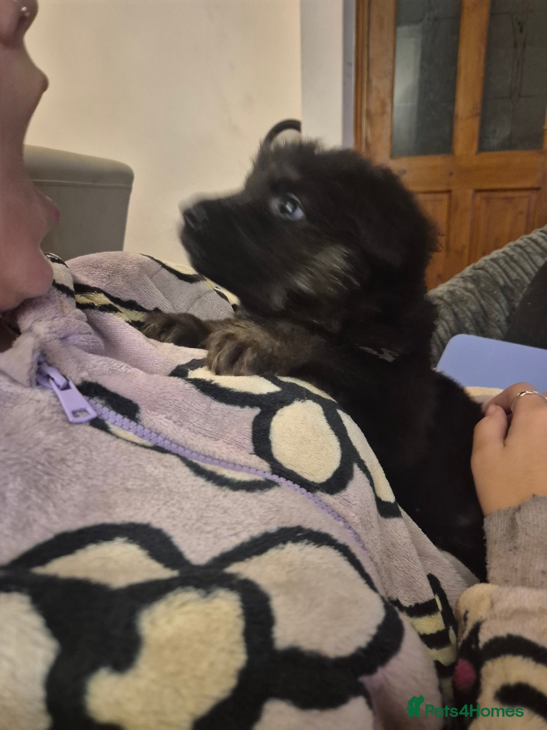 German Shepherd dogs for sale: Female german shepherd ready now - Image 3