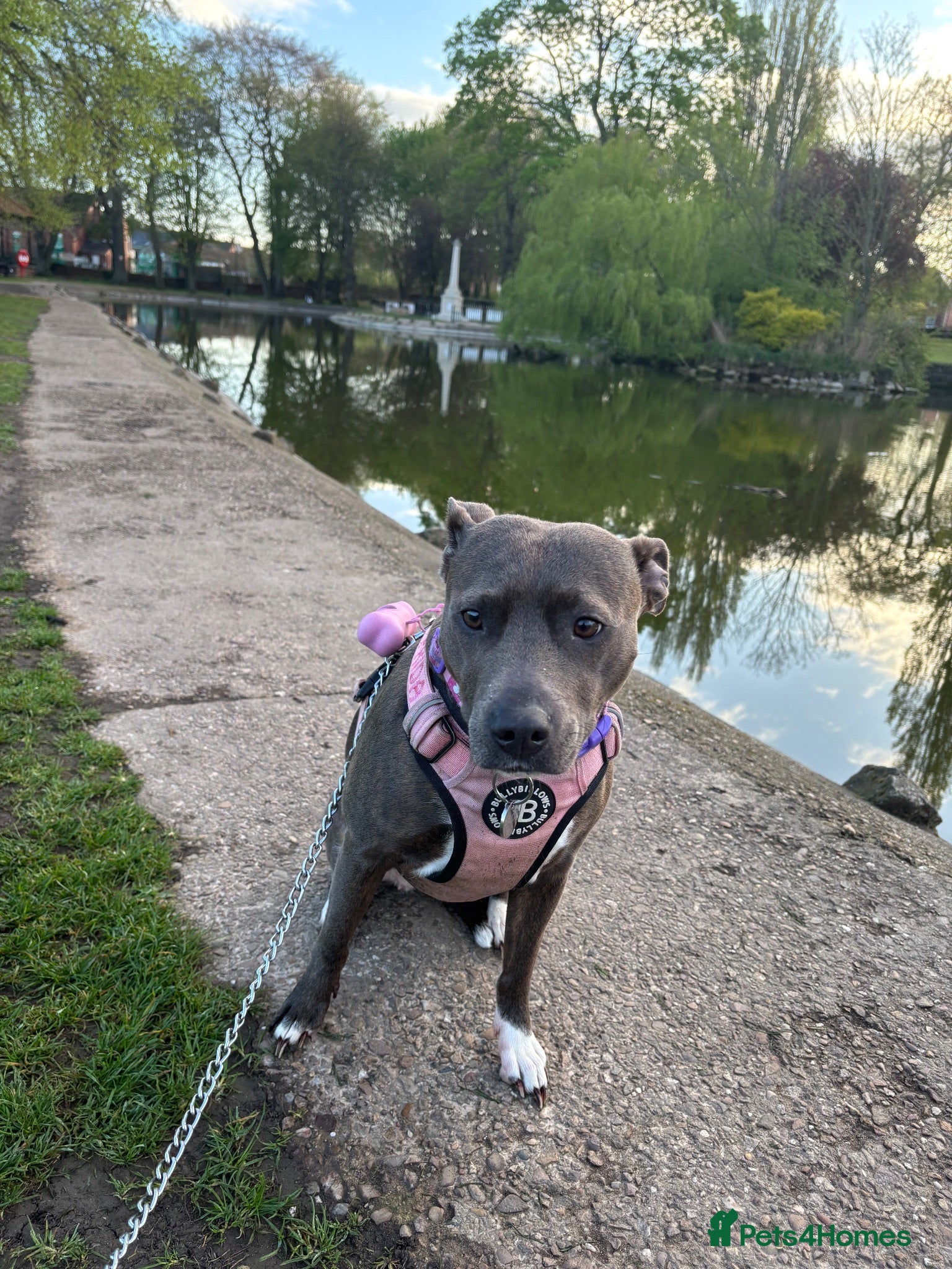 Staffordshire Bull Terrier dogs Frida  - Advert 3