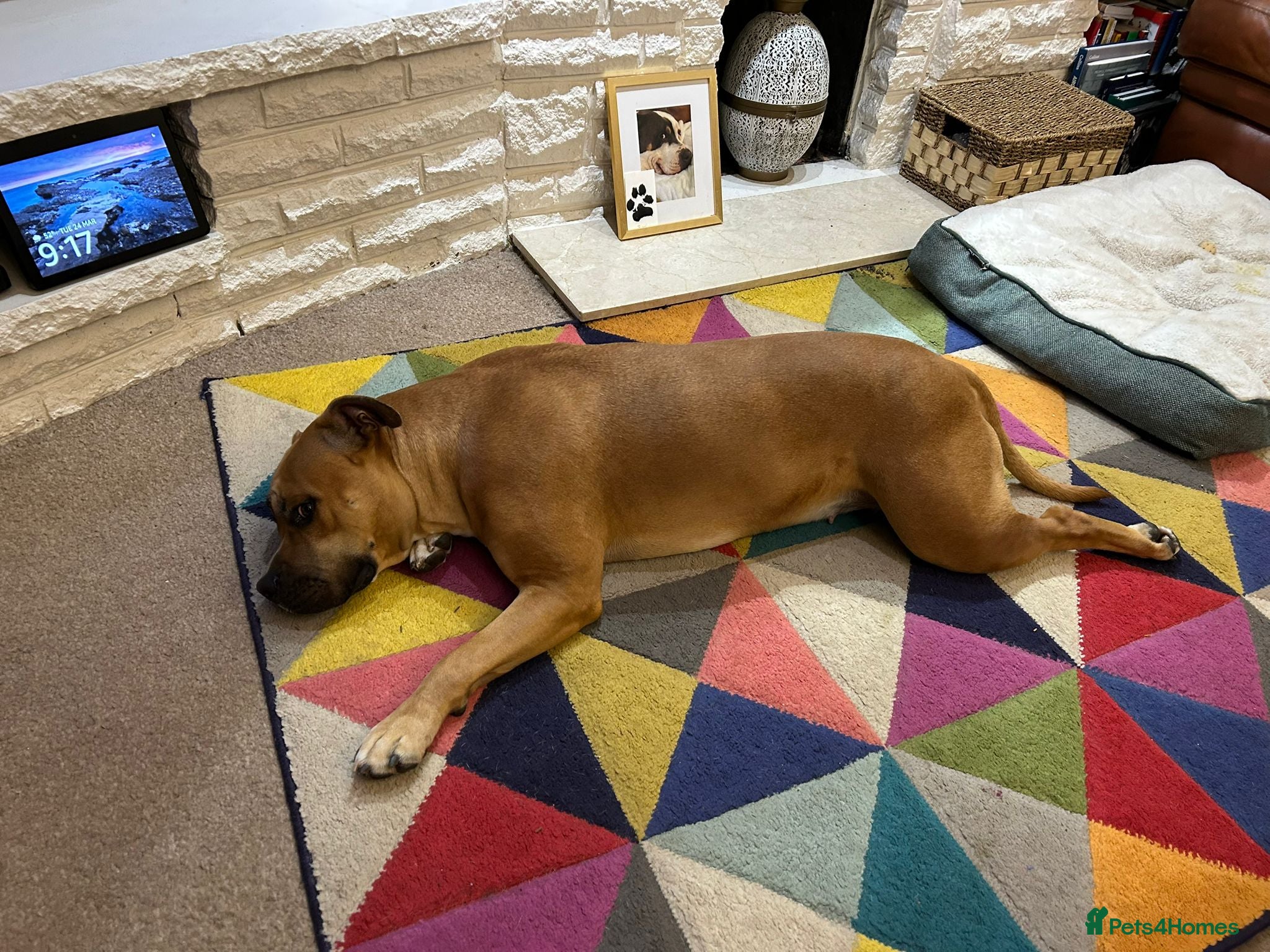 Staffordshire Bull Terrier dogs Beautiful Staff cross Mastiff Female - Advert 5