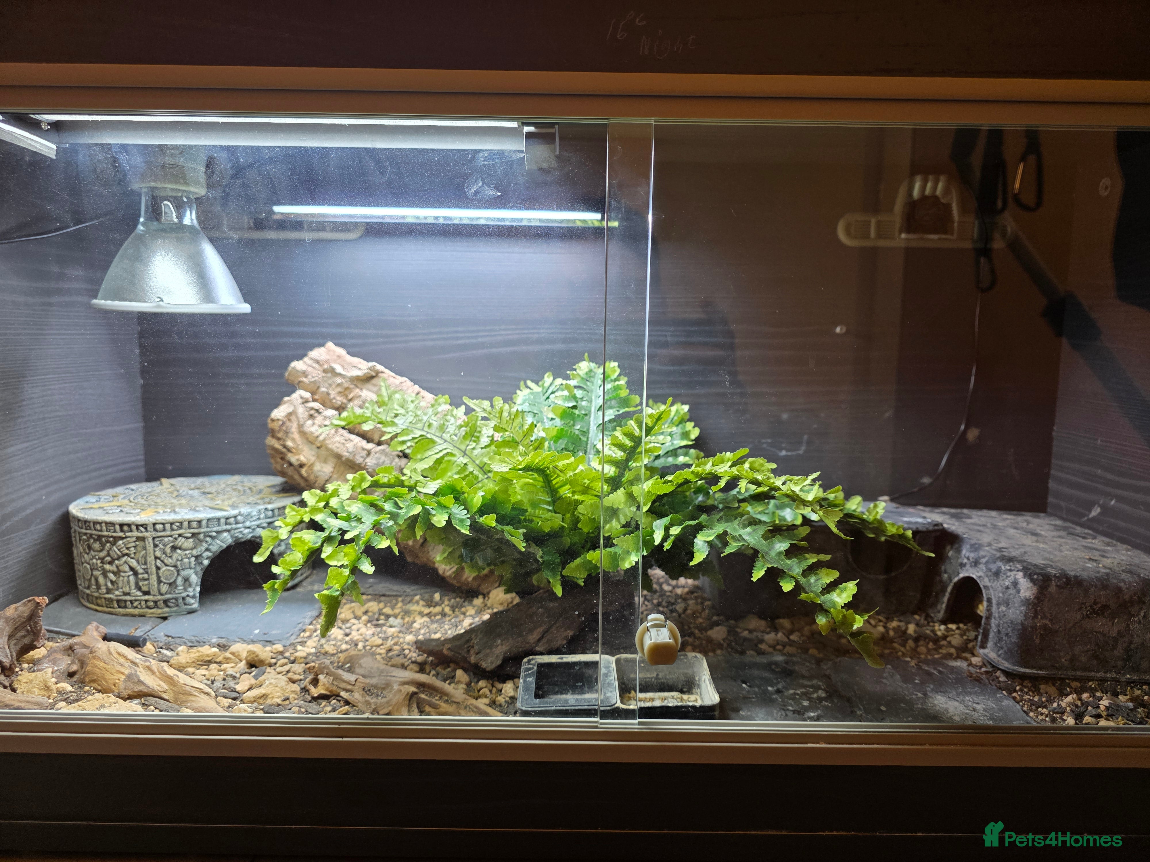 Leopard Gecko reptiles Leopard gecko and enclosure  - Advert 13