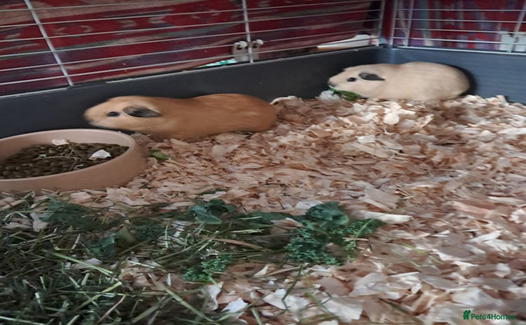 Guinea Pig rodents - Advert 7