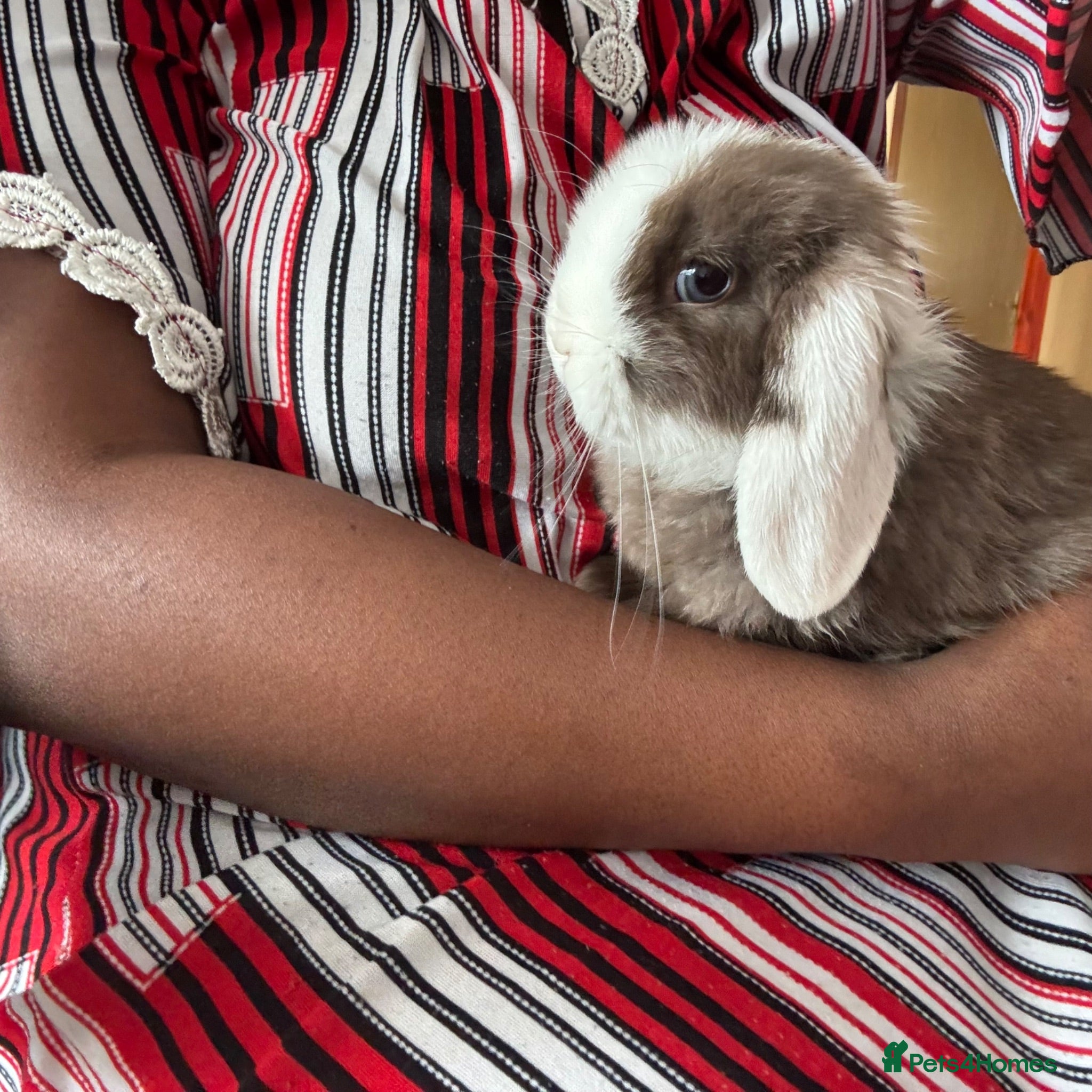 Mini Lop rabbits 2 Boy Rabbits  - Advert 3