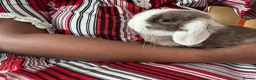 Mini Lop rabbits for sale: 2 Boy Rabbits  - Advert 1