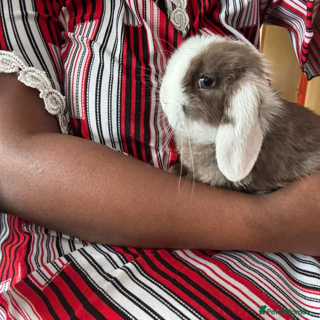 Mini Lop rabbits for sale: 2 Boy Rabbits  - Advert 1