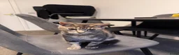 Bengal cats for sale: Bengal kitten  in Canterbury - Advert 4