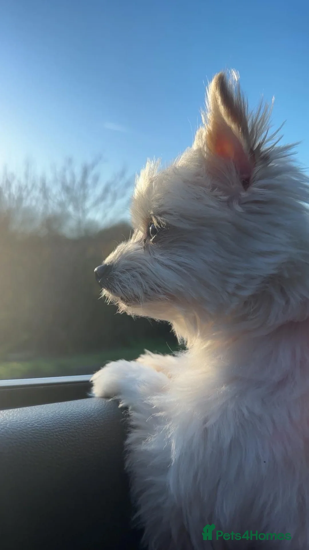 Mixed Breed dogs for stud: Stud malchi  in Peacehaven - Advert 2