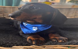 Miniature Dachshund dogs for sale: 🐾Ready to go!!! Reduced KC, Puppies.🐾 - Image 5