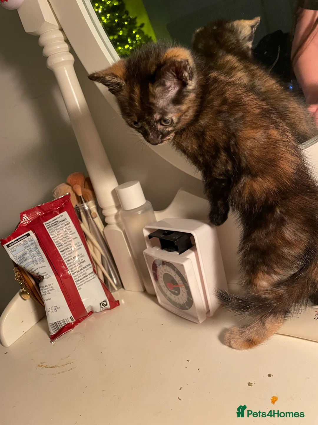 Mixed Breed cats for sale: Colourful kittens looking for home 🩷 - Advert 16