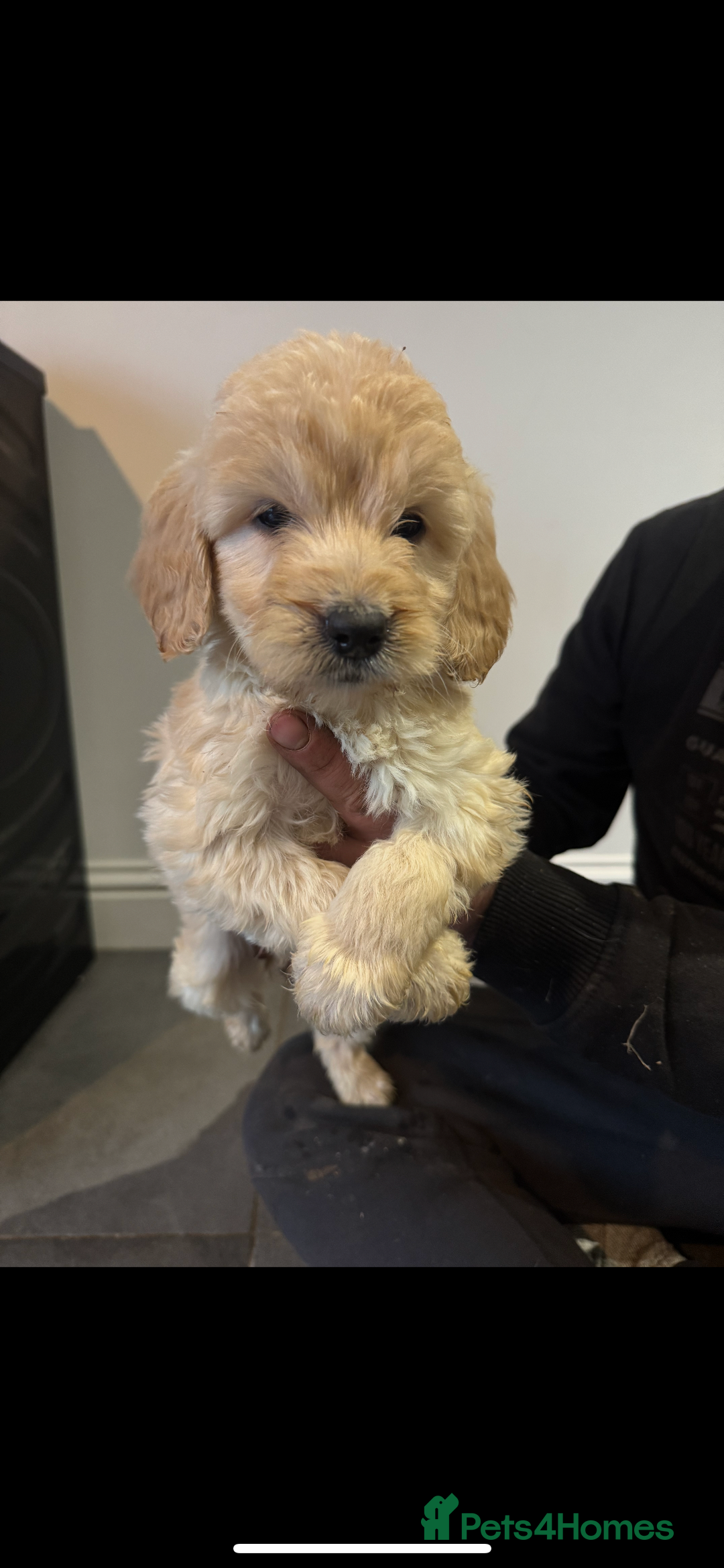 Cockapoo dogs for sale: F1 cockapoos  - Advert 5