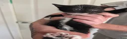 Domestic Shorthair cats for sale: Kittens - Advert 14