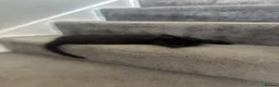 Mixed Breed cats for sale: Female kitten - Advert 3