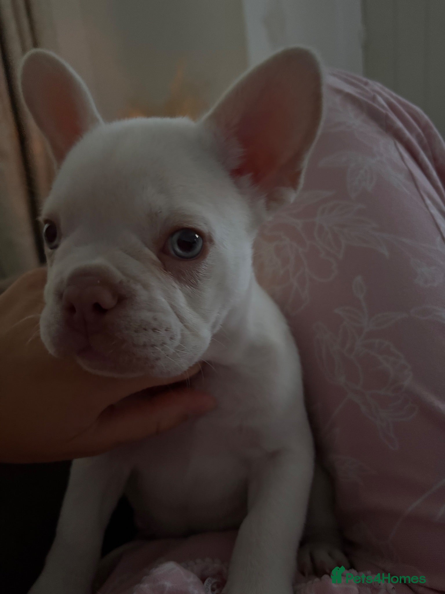 French Bulldog dogs Stunning French Bulldog Puppies – Family Raised - Advert 7