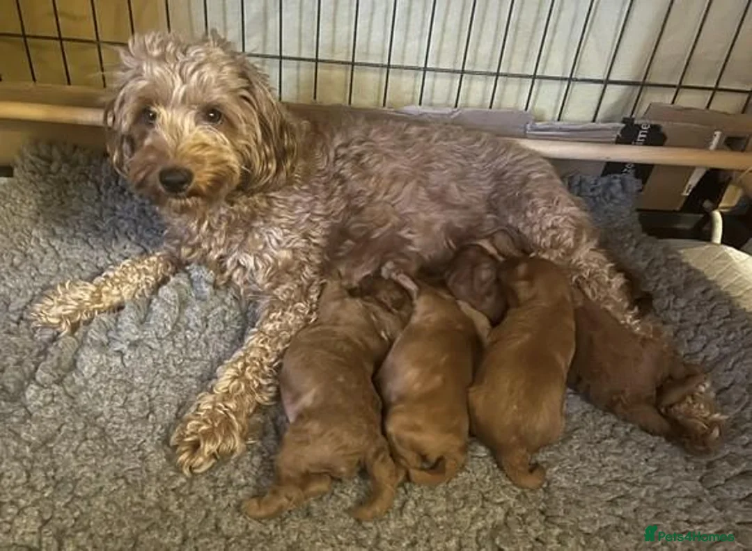 Cockapoo dogs for sale: Toy Cockapoo Pups, Beautiful Family Line - Advert 6