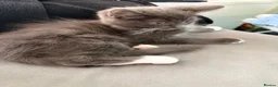 Mixed Breed cats for sale: Beautiful grey and white kitten  - Advert 5