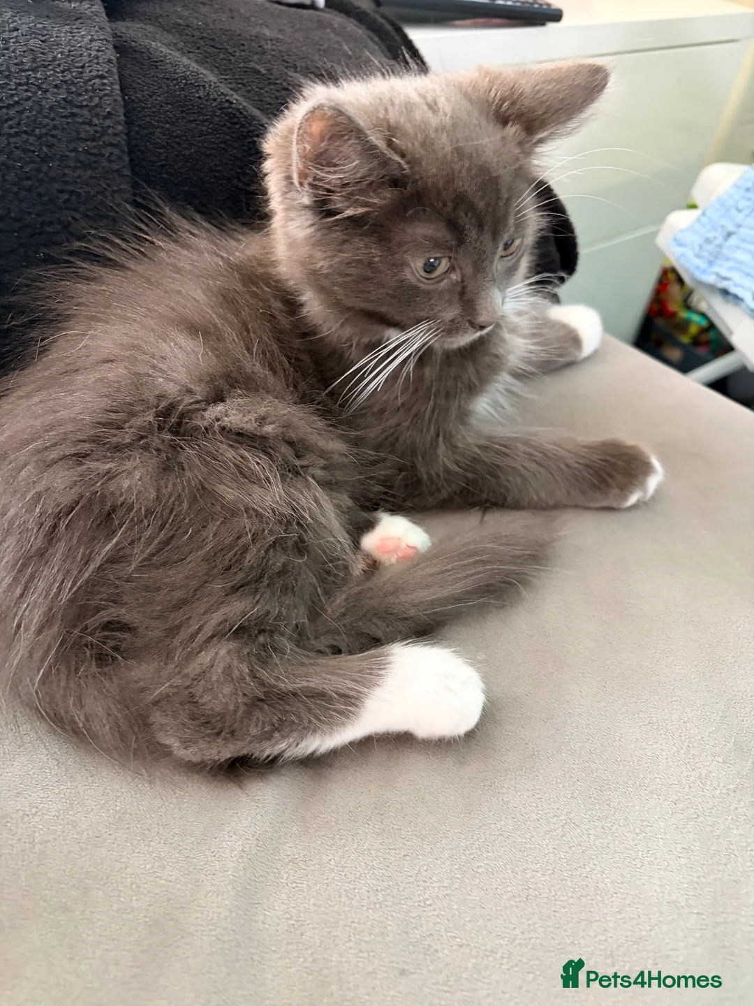 Mixed Breed cats for sale: Beautiful grey and white kitten  - Advert 5