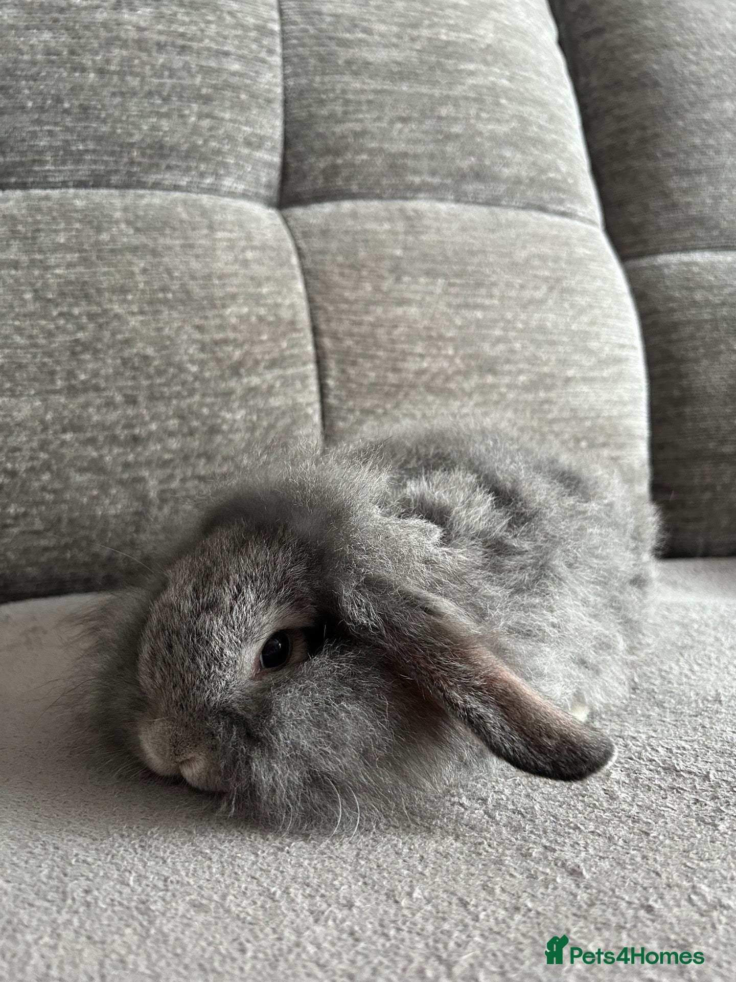 Mixed Breed rabbits Lionhead male for sale  - Advert 14