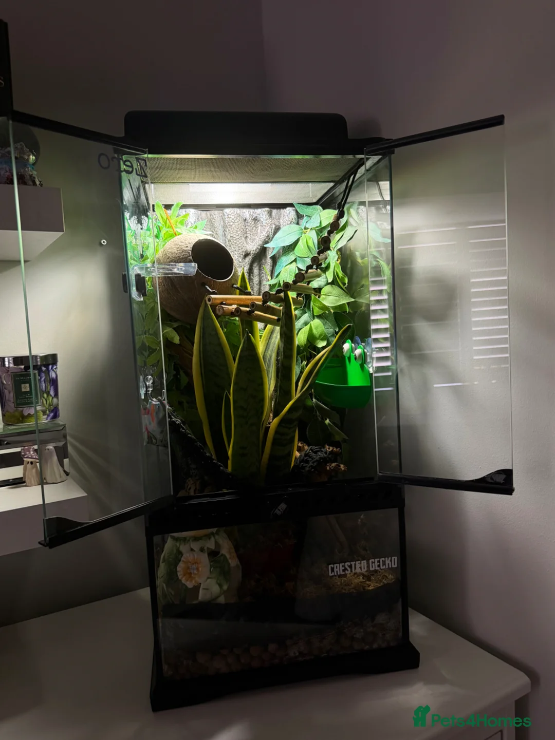 Gecko reptiles for sale: Crested Gecko & Full set up  - Advert 2