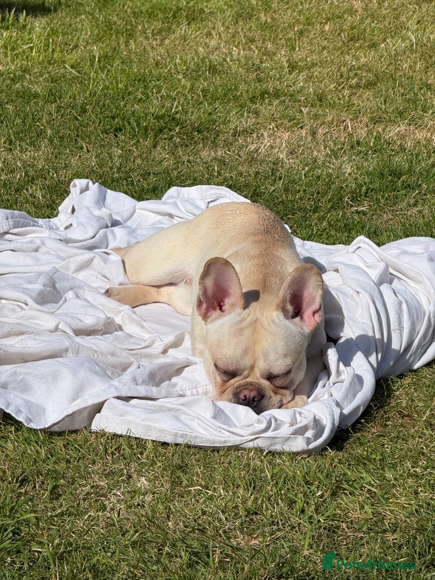 French Bulldog dogs Maddie🐾🐶 - Advert 1