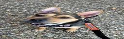 Mixed Breed dogs for sale: Ayla - Our Rescue looking for home.  - Advert 3