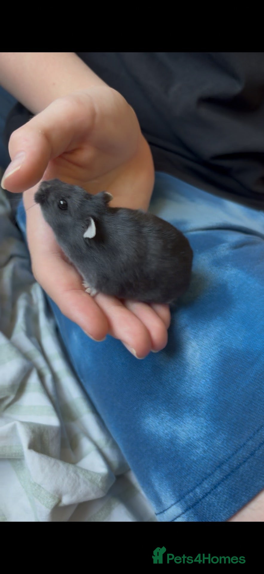 Hamster rodents 2 dwarf hamsters (living separately) full set up  - Advert 8