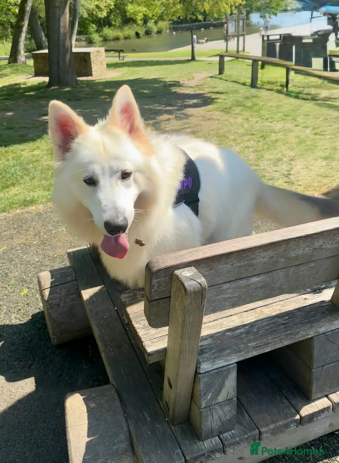 White Swiss Shepherd dogs for stud: STUD - KC Registered White Swiss Shepherd - Advert 5