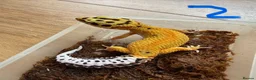 Leopard Gecko reptiles for sale: Leopard geckos - Advert 2