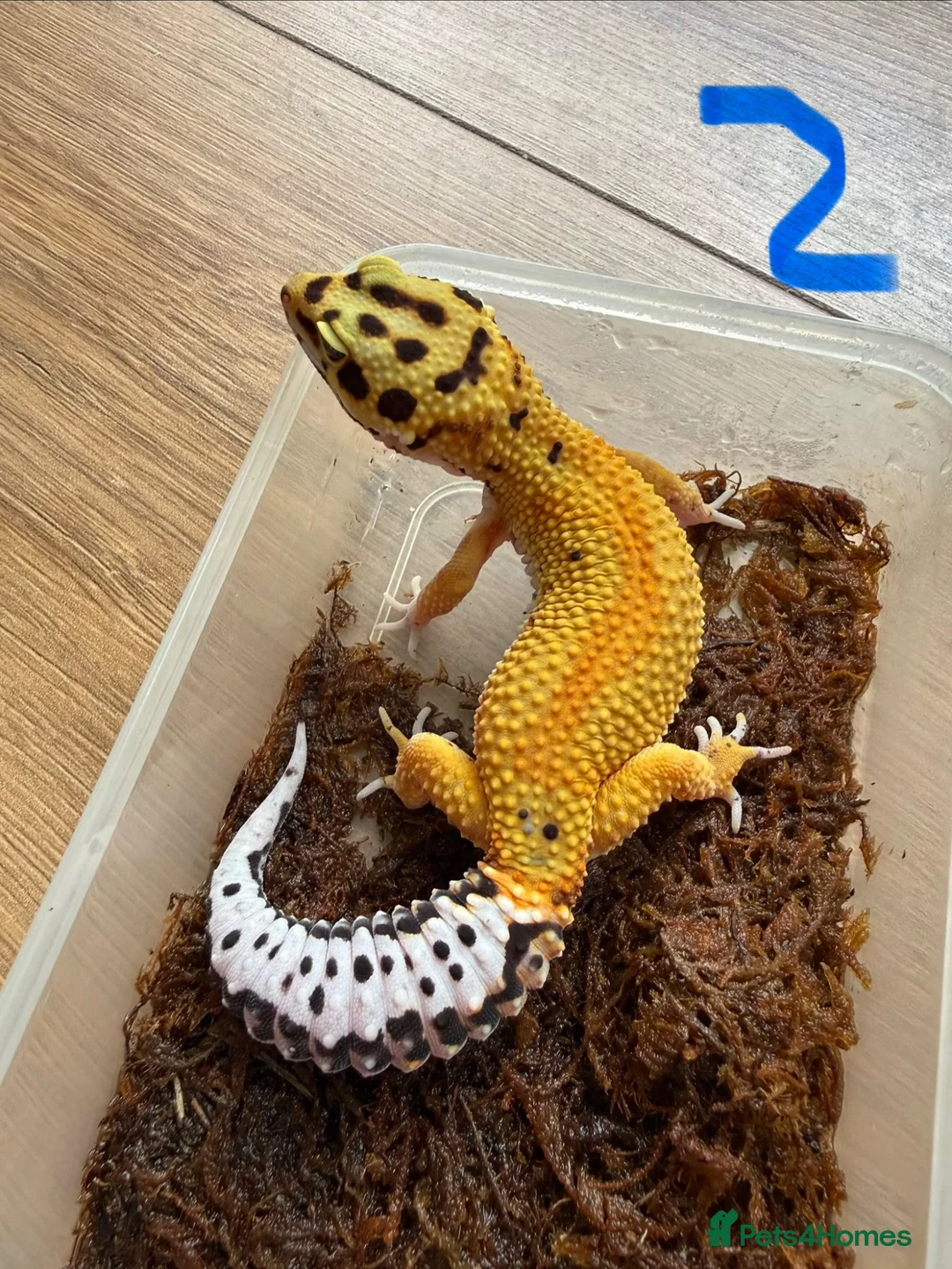 Leopard Gecko reptiles for sale: Leopard geckos - Advert 2