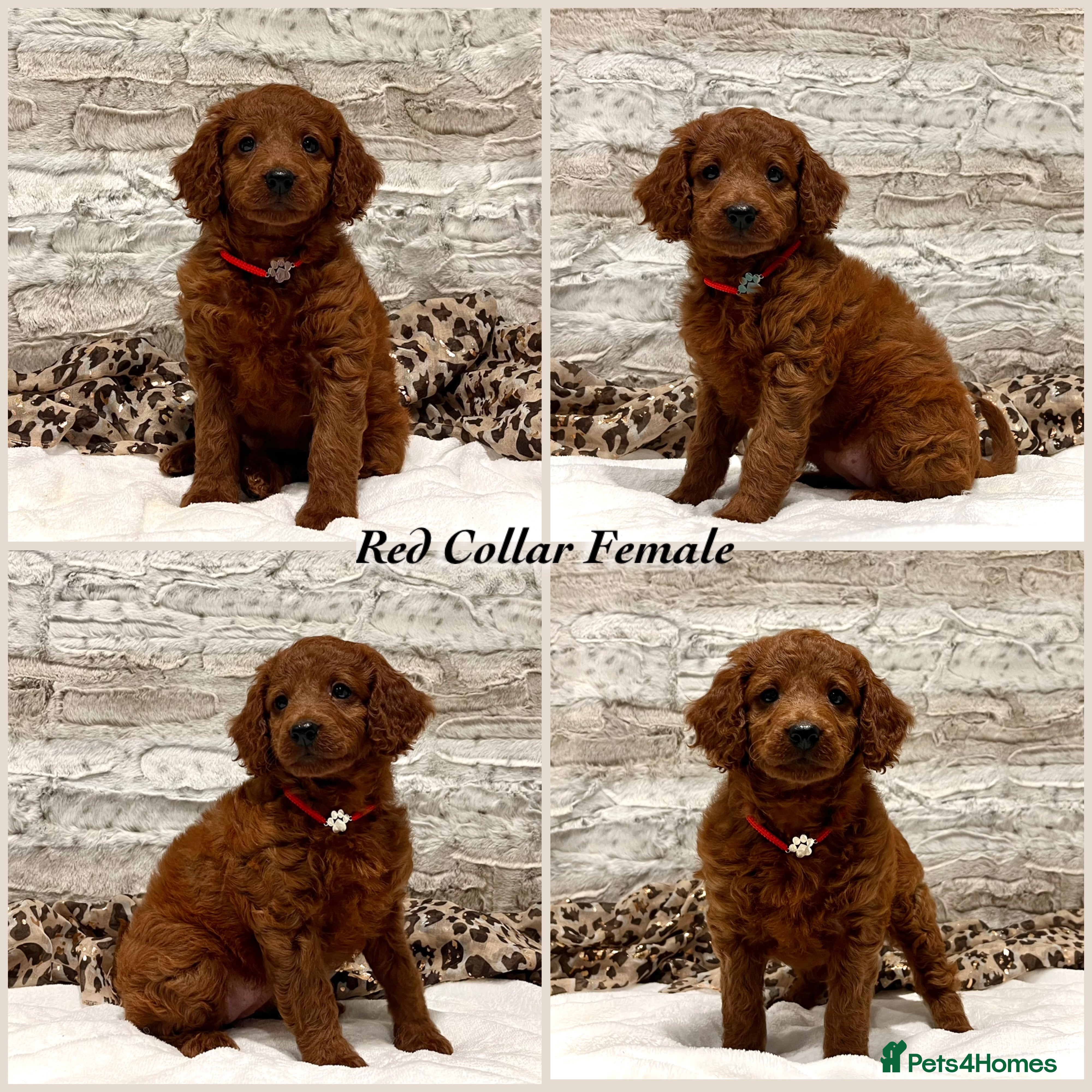 Cockapoo dogs *Just 2 Puppies Remaining* Stunning Red Cockapoos - Advert 2