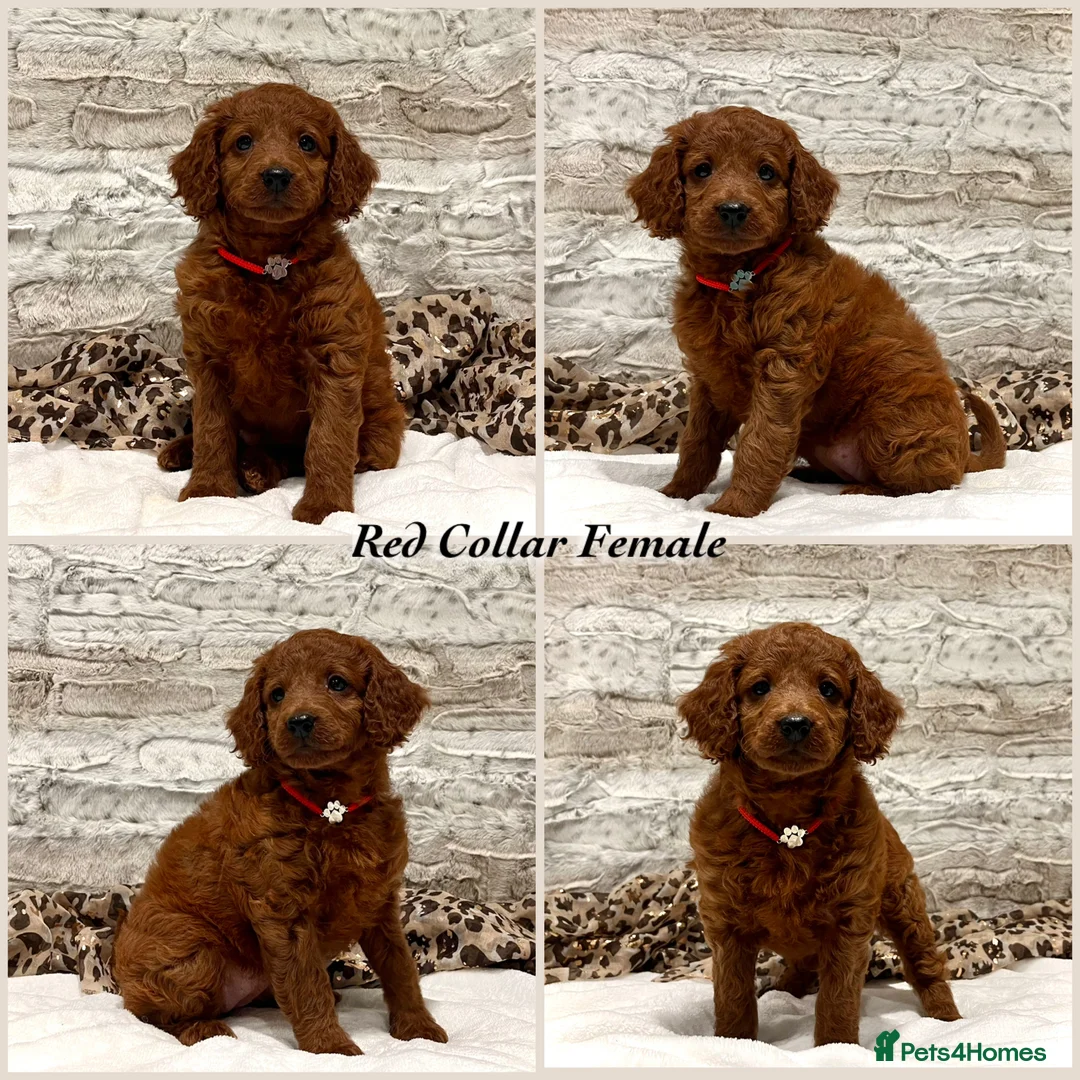 Cockapoo dogs for sale: *Just 2 Puppies Remaining* Stunning Red Cockapoos - Advert 1