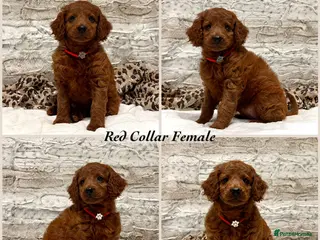 Cockapoo dogs *Just 2 Puppies Remaining* Stunning Red Cockapoos - Advert 2