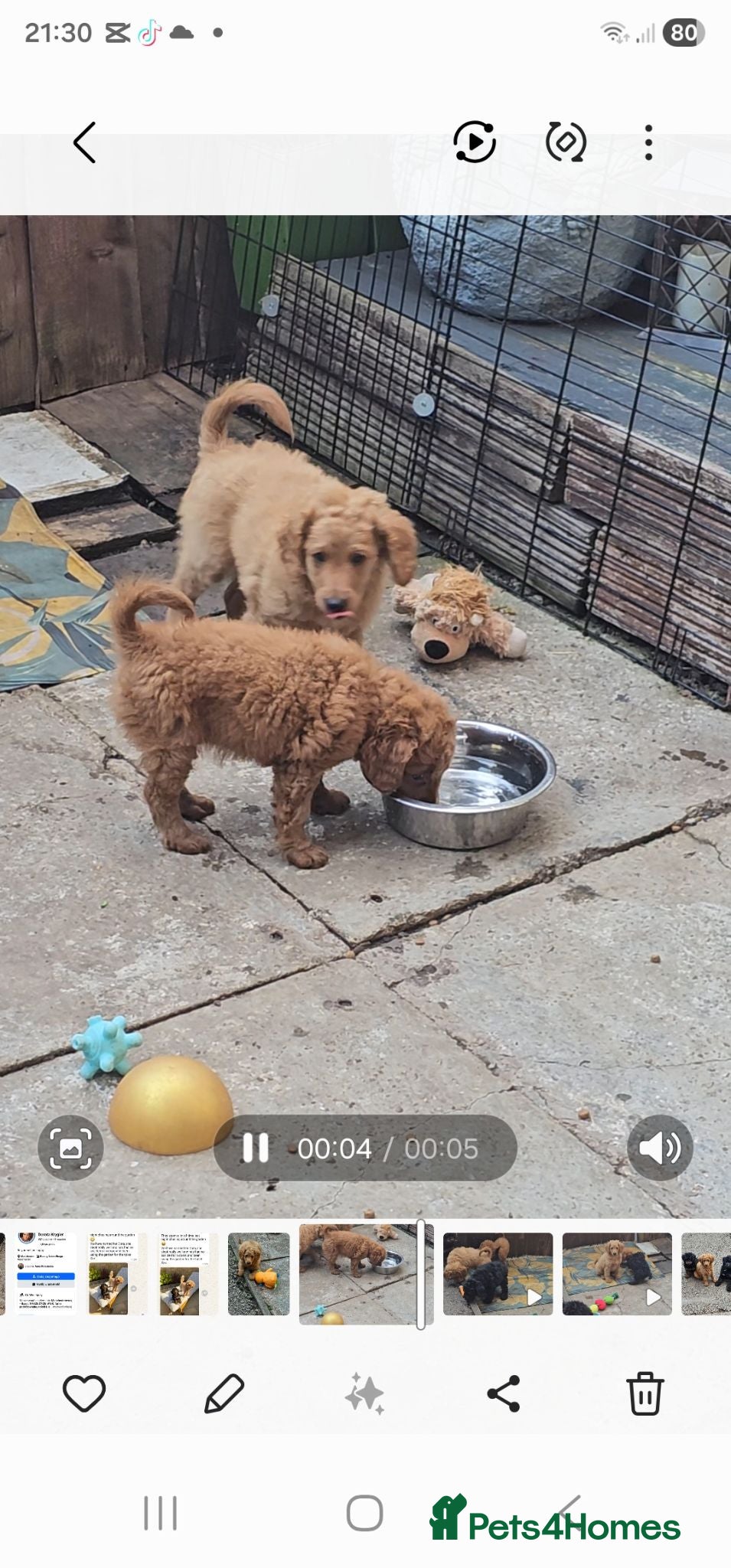 Cavapoo dogs Adorable Cavapoo Puppies Looking for Loving Homes - Advert 7