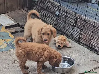 Cavapoo dogs Adorable Cavapoo Puppies Looking for Loving Homes - Advert 7
