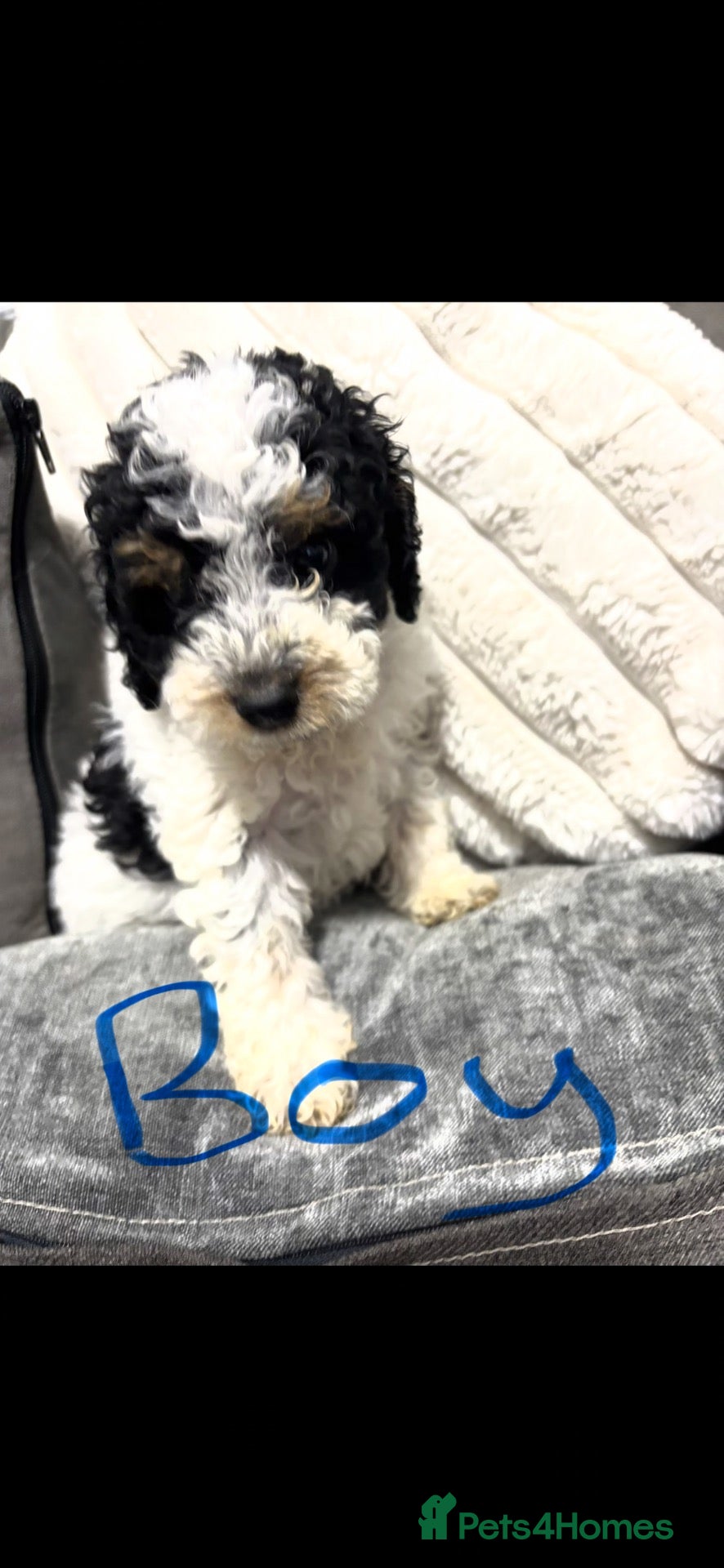 Cavapoo dogs F1BB tiny Cavapoo puppies 2 boys ready now  - Advert 2