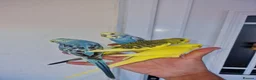 Budgerigars birds for sale: Super silly hand tamed baby budgies  - Advert 19